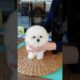 The world's cutest bichon frise lovely and cutest puppy - Teacup puppies KimsKennelUS