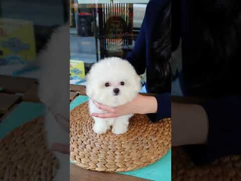 The world's cutest bichon frise lovely and cutest puppy - Teacup puppies KimsKennelUS