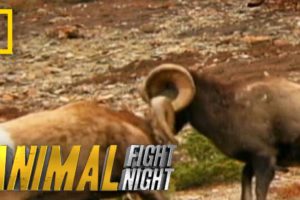 These Rams Go Head to Head - Literally | Animal Fight Night