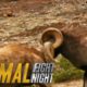 These Rams Go Head to Head - Literally | Animal Fight Night