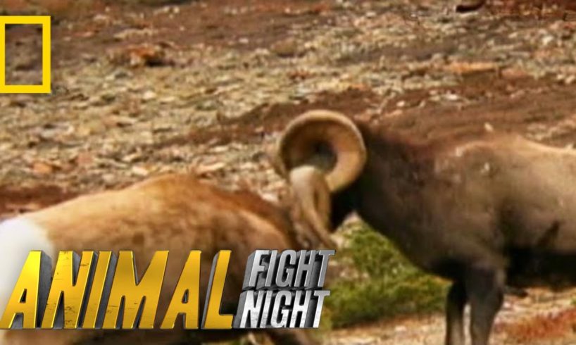 These Rams Go Head to Head - Literally | Animal Fight Night