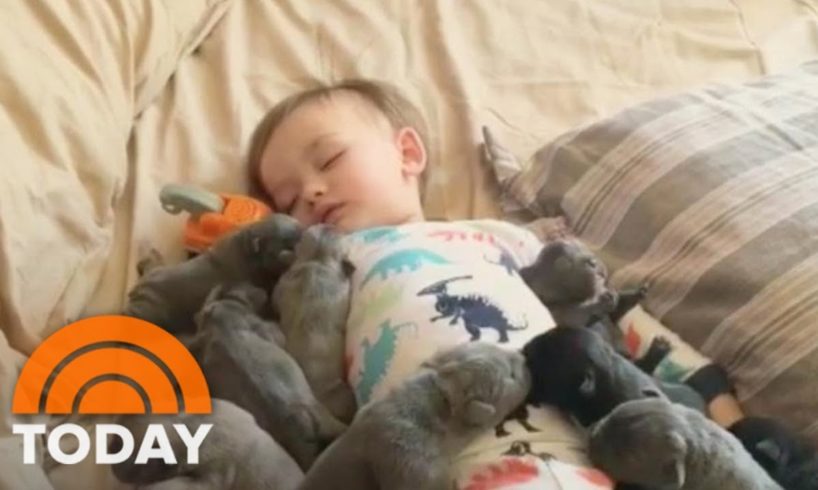 This Baby Snuggling A Pack Of Cute Puppies Is Guaranteed To Make Your Day | TODAY