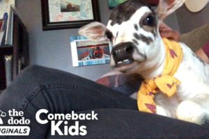 This Perfect Little Baby Is Called A ZEBU  | The Dodo Comeback Kids