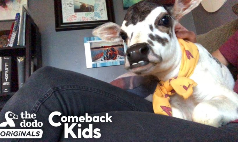 This Perfect Little Baby Is Called A ZEBU  | The Dodo Comeback Kids