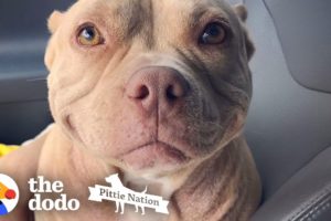 This Pittie's Perfect Smile Got Her Rescued | The Dodo Pittie Nation