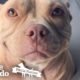 This Pittie's Perfect Smile Got Her Rescued | The Dodo Pittie Nation