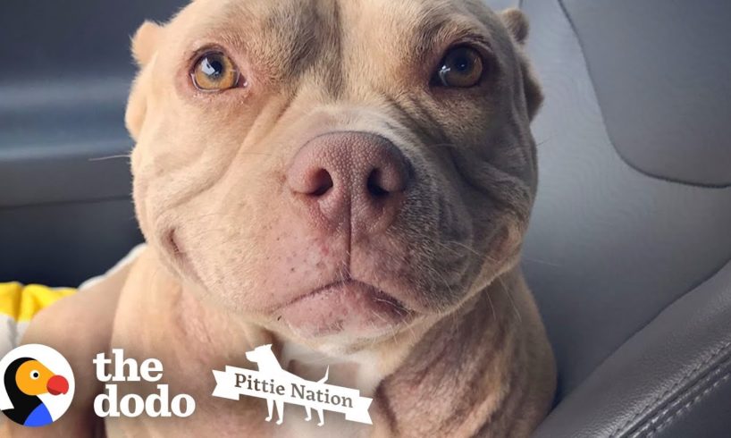 This Pittie's Perfect Smile Got Her Rescued | The Dodo Pittie Nation