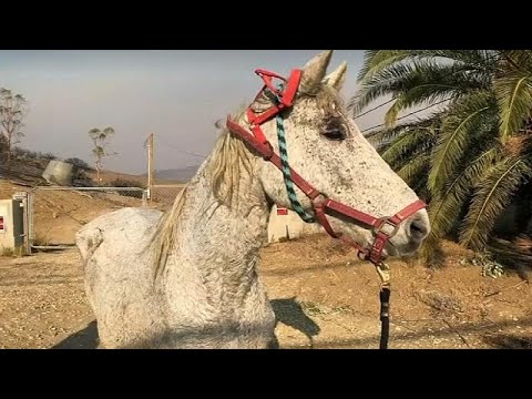 Thousands of animals rescued from California wildfires