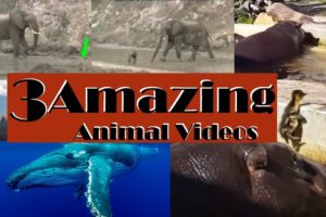 Three Amazing Animal Videos | unbelievable rescues | WATCH THIS!