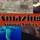 Three Amazing Animal Videos | unbelievable rescues | WATCH THIS!