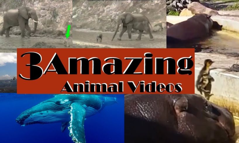 Three Amazing Animal Videos | unbelievable rescues | WATCH THIS!