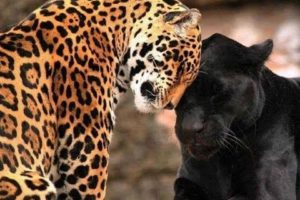 Tiger Jaguar vs Black Cheetah ANIMAL FIGHTs