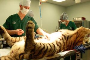 Tiger Surgery - Big Cat Rescue