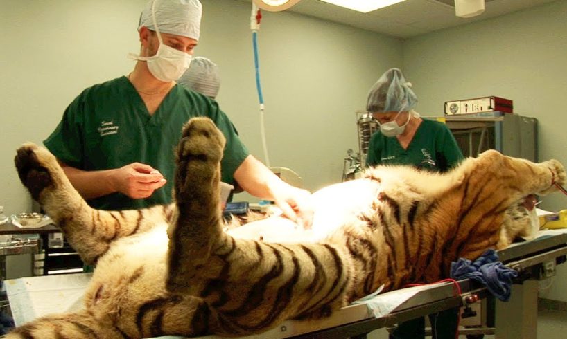 Tiger Surgery - Big Cat Rescue