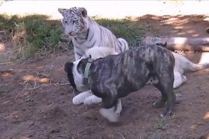 Tiger and Lion vs Dog | Funny Animal Fights | Wild vs Domestic Animal