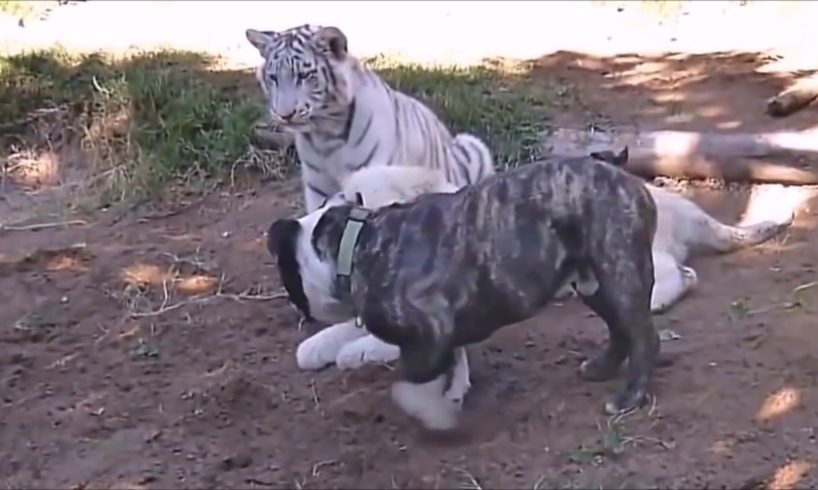 Tiger and Lion vs Dog | Funny Animal Fights | Wild vs Domestic Animal