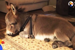 Tiny Donkey Thinks He's Actually A Dog  | The Dodo