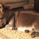 Tiny Donkey Thinks He's Actually A Dog  | The Dodo