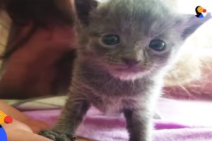 Tiny Kitten Rescued From Flea Market | The Dodo