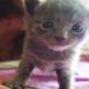 Tiny Kitten Rescued From Flea Market | The Dodo