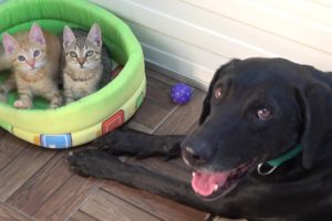 Tiny Kittens Found Abandoned On Road Now Have A Special Foster Dog Dad | CAT RESCUE