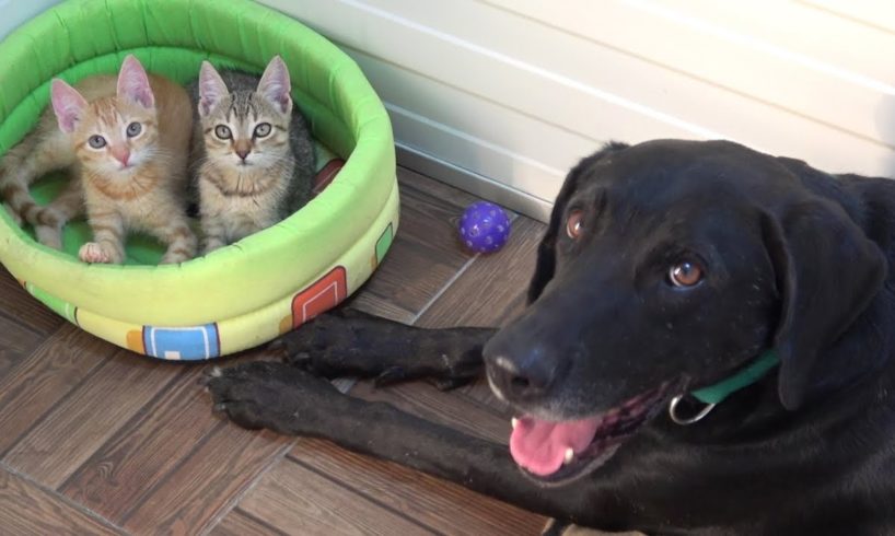 Tiny Kittens Found Abandoned On Road Now Have A Special Foster Dog Dad | CAT RESCUE