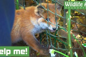 Tiny baby fox gets head TRAPPED in a fence!