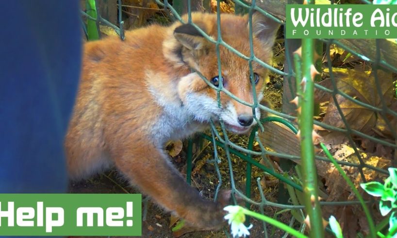 Tiny baby fox gets head TRAPPED in a fence!