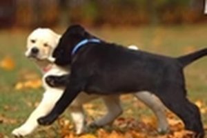 Too Cute! - Lab Puppies' First Time Outside!