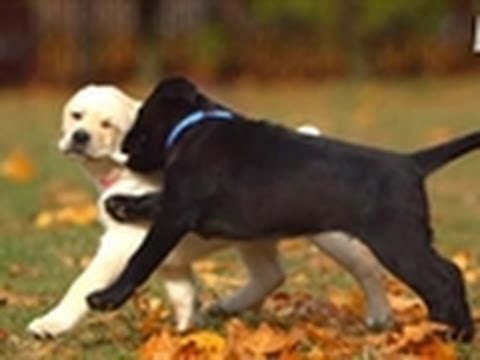 Too Cute! - Lab Puppies' First Time Outside!