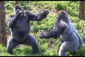Top 10 Animal Fights Caught On Camera