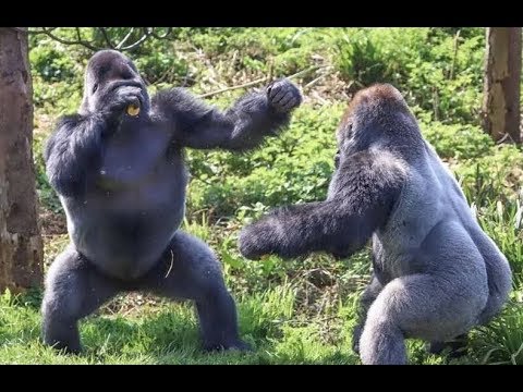 Top 10 Animal Fights Caught On Camera