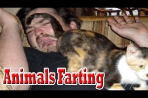 Top 10 Animals Farting (Funny Farting animals smell, dog farts cats farts))