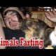 Top 10 Animals Farting (Funny Farting animals smell, dog farts cats farts))