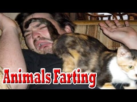 Top 10 Animals Farting (Funny Farting animals smell, dog farts cats farts))