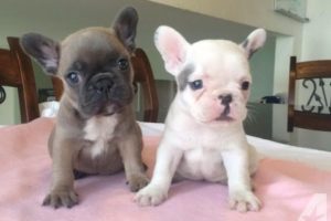 Top 10 Best Cute French BullDog Puppies Videos Compilation 2016