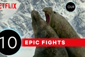 Top 10 Craziest Animals Fights in the Wild | Our Planet | Netflix