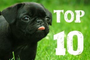 Top 10 Cutest Dogs