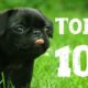 Top 10 Cutest Dogs