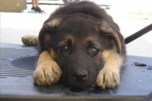 Top 10 Cutest Puppies