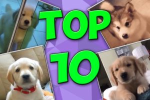 Top 10 Cutest Puppies - Cute Puppies Compilation