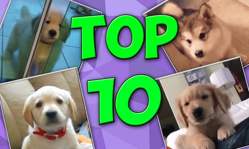 Top 10 Cutest Puppies - Cute Puppies Compilation