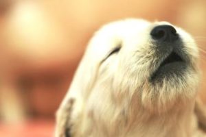 Top 10 Cutest Puppies Howling Compilation 2015