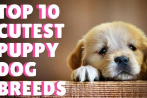Top 10 Cutest Puppy Dog Breeds In The World / Super Cute Puppies