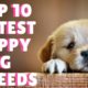 Top 10 Cutest Puppy Dog Breeds In The World / Super Cute Puppies