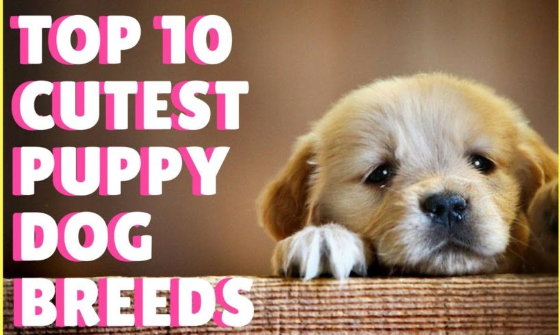 Top 10 Cutest Puppy Dog Breeds In The World / Super Cute Puppies