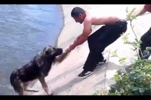 Top 10 Most Inspiring Dog Rescues [NEW 2014]