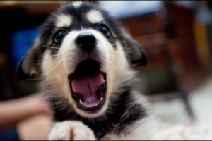 Top 10 Puppy Yawns - Cutest Puppies - Lovely Puppy Videos - Puppy Vines - 2015