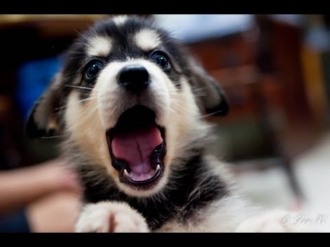 Top 10 Puppy Yawns - Cutest Puppies - Lovely Puppy Videos - Puppy Vines - 2015