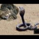 Top 10 animal fights CAT and SNAKE